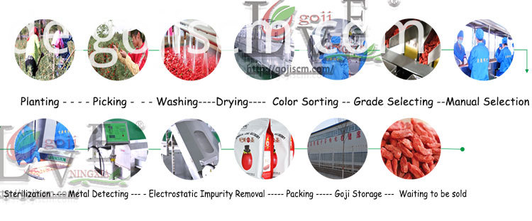 Natürlich zertifizierter GOJI BERRY Produktionsprozess Natural Certificated GOJI BERRY production process